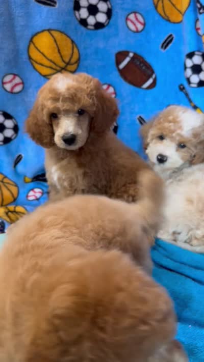 Red/White Tuxedo M, a male Poodle - Miniature  for sale in Lake Charles, LA – 6 of 7