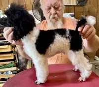 Blk/wht Minature Poodle , a male Poodle - Miniature  for sale in Lake Charles, LA – 3 of 7
