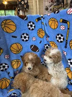 Red/White Tuxedo M, a male Poodle - Miniature  for sale in Lake Charles, LA – 5 of 7