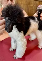 Blk/wht Minature Poodle , a male Poodle - Miniature  for sale in Lake Charles, LA – 4 of 7