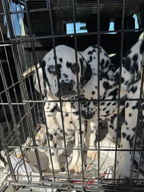 Blue eye-F-Black-BAER