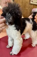 Blk/wht Minature Poodle , a male Poodle - Miniature  for sale in Lake Charles, LA – 5 of 7