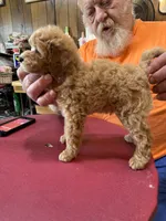 Red w/White Mark Parti M 2, a male Poodle - Miniature  for sale in Lake Charles, LA – 4 of 9