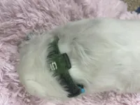 Longct+Blk+F+BAER+5, a female Dalmatian for sale in Lake Charles, LA – Photo 5 of 6