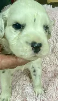 Longct+Blk+F+BAER+5, a female Dalmatian for sale in Lake Charles, LA – Photo 1 of 6
