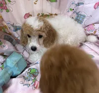 Red/White Parti F 1, a female Poodle - Miniature  for sale in Lake Charles, LA – 1 of 5