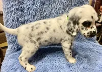 Longct+M+Blk+BAER+1, a male Dalmatian for sale in Lake Charles, LA – Photo 5 of 8