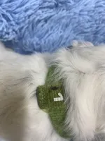 Longct+M+Blk+BAER+1, a male Dalmatian for sale in Lake Charles, LA – Photo 6 of 8