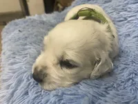 Longct+M+Blk+BAER+1, a male Dalmatian for sale in Lake Charles, LA – Photo 8 of 8