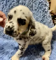 Longct+M+Blk+BAER+1, a male Dalmatian for sale in Lake Charles, LA – Photo 2 of 8