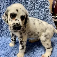 Longct+M+Blk+BAER+1, a male Dalmatian for sale in Lake Charles, LA – Photo 3 of 8