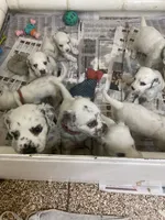 Longct+M+Blk+BAER+1, a male Dalmatian for sale in Lake Charles, LA – Photo 4 of 8