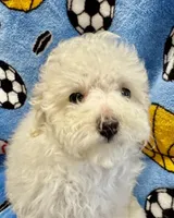 MorkiepooM, a male Poodle - Toy  and Morkie for sale in Lake Charles, LA – 6 of 10