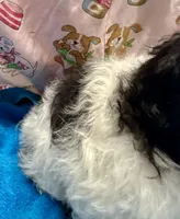 Bichonpoo, a male Bichon Frise and Poodle - Toy  for sale in Lake Charles, LA – 2 of 2