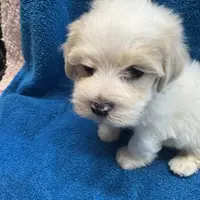 Maltipoo2, a female Yorkipoo and Maltese for sale in Lake Charles, LA – Photo 4 of 10