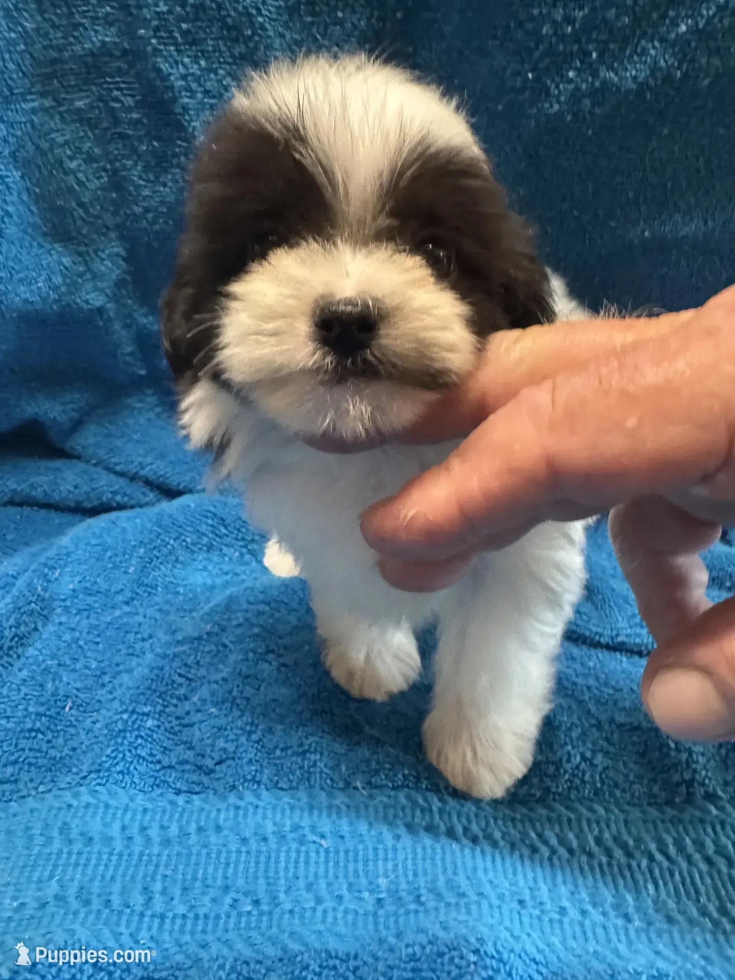 Yorkiepoo, a female Yorkipoo for sale in Lake Charles, LA – 4 of 5