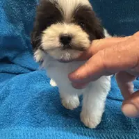 Maltipoo2, a female Yorkipoo and Maltese for sale in Lake Charles, LA – Photo 7 of 10