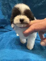 processed/f62232a1-6b67-4fc6-8182-5fd805a55843/listing/55c0a1b2-88bd-4c75-803e-f8d30dbb304f/086487d6-a075-4ba3-adc8-e8ca0bcf9225