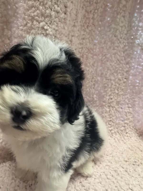 Yorkiepoo – Yorkipoo puppy for sale in Lake Charles, LA