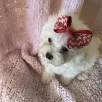 Maltipoo2, a female Yorkipoo and Maltese for sale in Lake Charles, LA – Photo 3 of 10