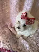 processed/f62232a1-6b67-4fc6-8182-5fd805a55843/listing/55c0a1b2-88bd-4c75-803e-f8d30dbb304f/7c31a689-4b8f-4f2e-b471-4985f117a843