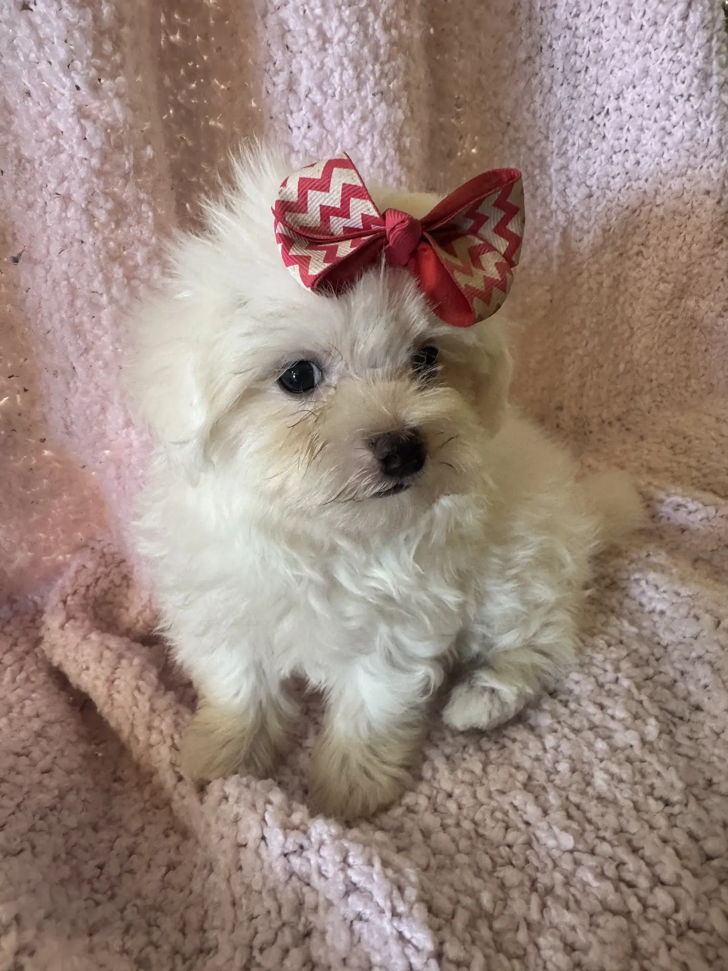 Maltipoo2 – Yorkipoo and Maltese Puppy for Sale | Puppies.com