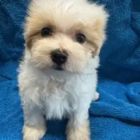Maltipoo2, a female Yorkipoo and Maltese for sale in Lake Charles, LA – Photo 8 of 10