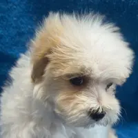 Maltipoo2, a female Yorkipoo and Maltese for sale in Lake Charles, LA – Photo 6 of 10