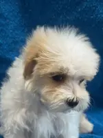 processed/f62232a1-6b67-4fc6-8182-5fd805a55843/listing/55c0a1b2-88bd-4c75-803e-f8d30dbb304f/e9ec9a65-1665-47e9-97ee-817d39788cb8