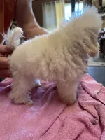 Tcup Toy Poodle , a female Poodle - Toy  for sale in Lake Charles, LA – 2 of 4