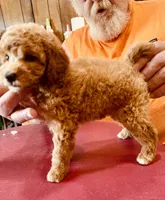  Apricot with white marks. F 2, a female Poodle - Miniature  for sale in Lake Charles, LA – 4 of 6