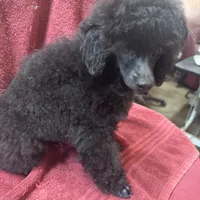 Toy poodle male, a male Poodle - Toy  for sale in Lake Charles, LA – Photo 5 of 6