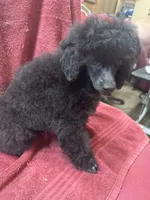 Toy poodle male, a male Poodle - Toy  for sale in Lake Charles, LA – Photo 5 of 6