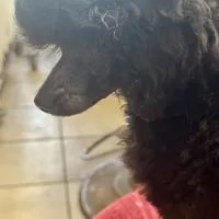 Toy poodle male, a male Poodle - Toy  for sale in Lake Charles, LA – Photo 2 of 6