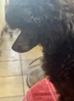 Toy poodle male, a male Poodle - Toy  for sale in Lake Charles, LA – Photo 2 of 6