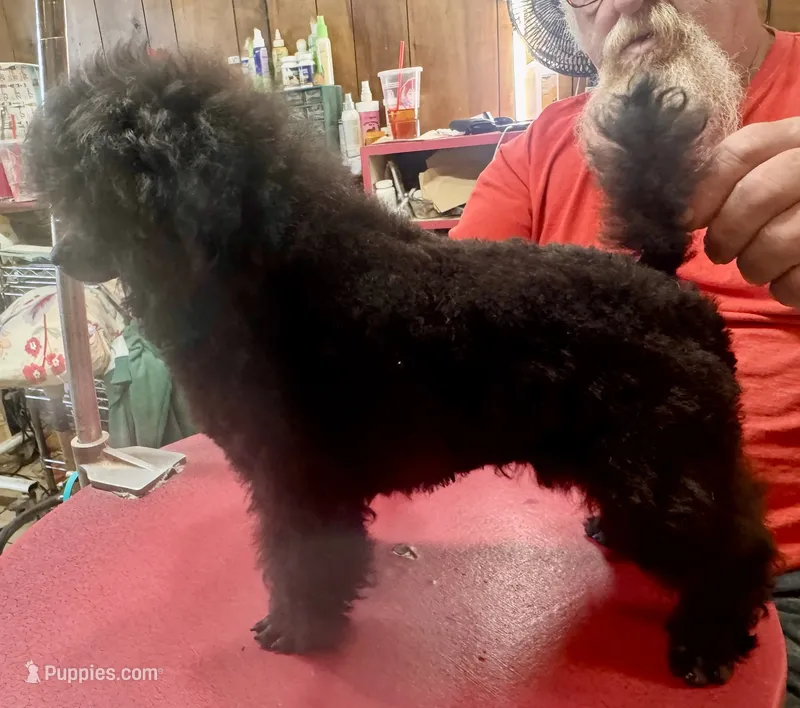 Toy poodle male