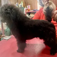 Toy poodle male, a male Poodle - Toy  for sale in Lake Charles, LA – Photo 1 of 6