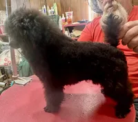 Toy poodle male, a male Poodle - Toy  for sale in Lake Charles, LA – Photo 1 of 6