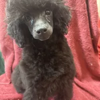 Toy poodle male, a male Poodle - Toy  for sale in Lake Charles, LA – Photo 6 of 6
