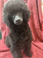Toy poodle male, a male Poodle - Toy  for sale in Lake Charles, LA – Photo 6 of 6
