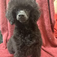 Toy poodle male, a male Poodle - Toy  for sale in Lake Charles, LA – Photo 4 of 6