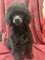 Toy poodle male, a male Poodle - Toy  for sale in Lake Charles, LA – Photo 4 of 6