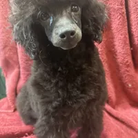 Toy poodle male, a male Poodle - Toy  for sale in Lake Charles, LA – Photo 3 of 6
