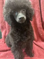 Toy poodle male, a male Poodle - Toy  for sale in Lake Charles, LA – Photo 3 of 6