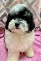 Morkiepoo F  Panda, a male Poodle - Toy  and Morkie for sale in Lake Charles, LA – 2 of 7