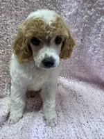 Red/White Parti F 1, a female Poodle - Miniature  for sale in Lake Charles, LA – 2 of 5