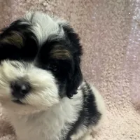 Morkipoo, a female Yorkipoo and Maltese for sale in Lake Charles, LA – Photo 3 of 10