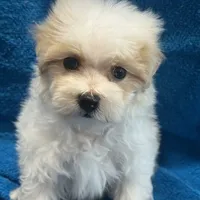 Morkipoo, a female Yorkipoo and Maltese for sale in Lake Charles, LA – Photo 7 of 10
