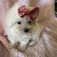 Morkipoo, a female Yorkipoo and Maltese for sale in Lake Charles, LA – Photo 2 of 10