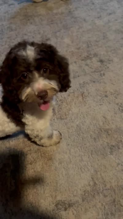 MorkiepooM, a male Poodle - Toy  and Morkie for sale in Lake Charles, LA – 6 of 6